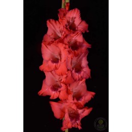 Гладиолус В-15-479 А