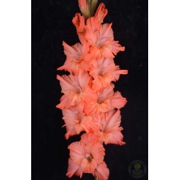 Гладиолус В-16-153