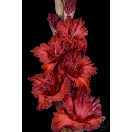 Гладиолус В-16-746