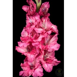 Гладиолус В-17-367