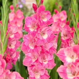 Гладиолус Пинк Пэррот