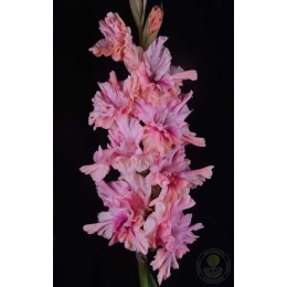 Гладиолус Амурное настроение