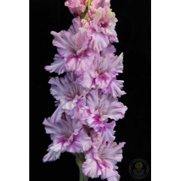 Гладиолус Ва-Банк