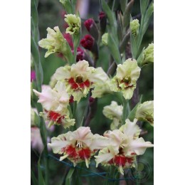 Гладиолус Дыхание лета