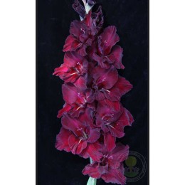 Гладиолус Кармен