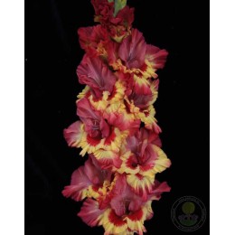 Гладиолус Марго