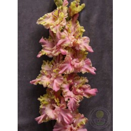 Гладиолус Монтезума