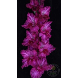 Гладиолус Ночной каприз