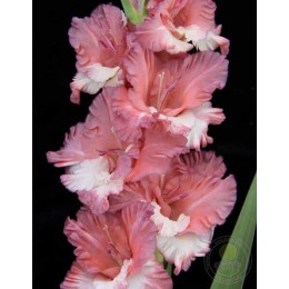 Гладиолус Портрет незнакомки