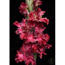 Гладиолус Павел Дацюк