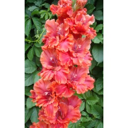 Гладиолус Винни Пух