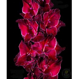 Гладиолус Генерал Апанасенко