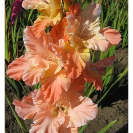 Гладиолус Жива Панорама