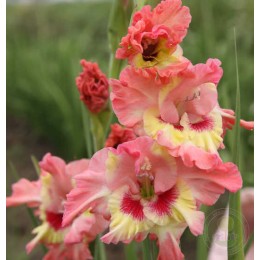 Гладиолус Малиновый Коктейль