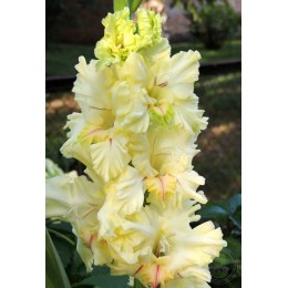 Гладиолус Утренний Пляж