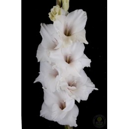 Гладиолус Альбинос