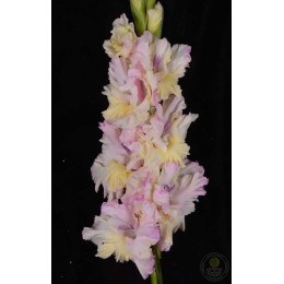 Гладиолус Бухта Тимбукту