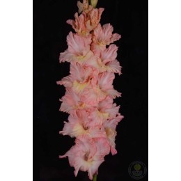 Гладиолус На Сопках Маньчжурии