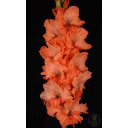 Гладиолус Оранжевая Чума