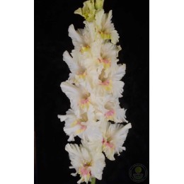 Гладиолус Принц на Белом Коне