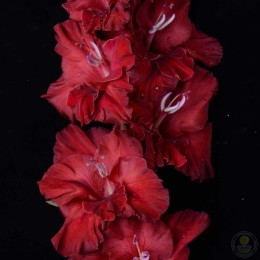 Гладиолус Старый Город