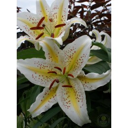 Лилия Ауратум / Голд Бенд (низкорослый вариант)