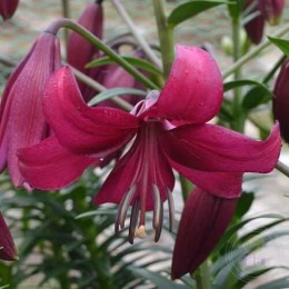 Лилия Пёрпл Марбл