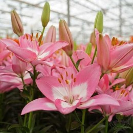 Лилия Энджойз