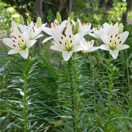 Лилия Айсмен