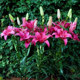 Лилия Пинк Каунти