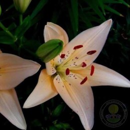 Лилия Каннес