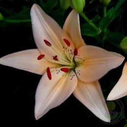 Лилия Каннес