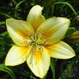 Лилия Луксор