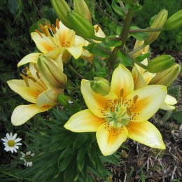 Лилия Луксор