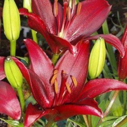 Лилия Навидад