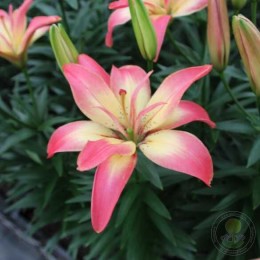 Лилия Деликат Джой