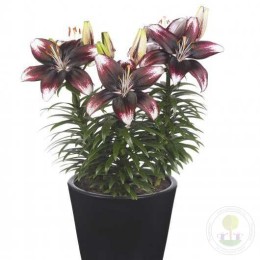 Лилия Панда Джой