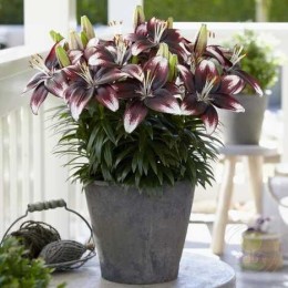 Лилия Панда Джой