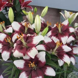 Лилия Тайни Падхай