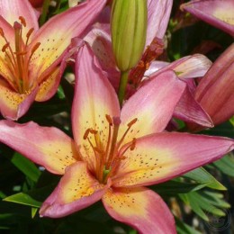 Лилия Элегант Джой