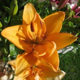 Лилия Дабл Ориндж