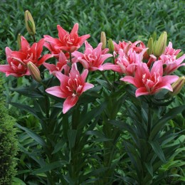 Лилия Дабл Леди