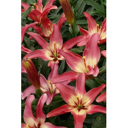 Лилия Изи Дрим