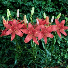 Лилия Хотпантс