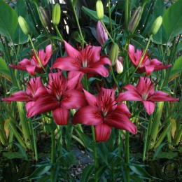 Лилия Лемберг