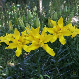 Лилия Томос