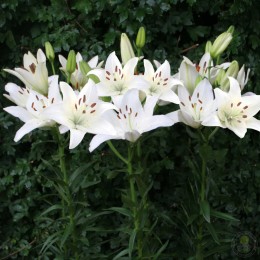 Лилия Уайт Каунти