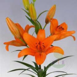 Лилия Калурозо