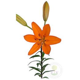 Лилия Калурозо