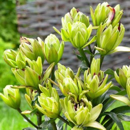 Лилия Мистери Дрим